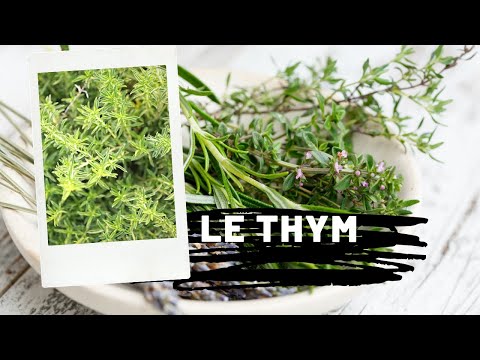 Vidéo: Thym Ordinaire - Plante Vivace Médicinale Et épicée