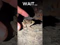 Funny Frog Escape 😂 Got It…Until It Wasn’t