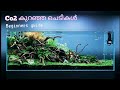 3 beginners aquascaping plants for your planted aquarium low co2, low light & use riversand