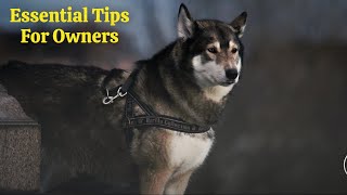 Working Dog Care 101: Essential Tips for Owners.. by Dogs Junction 115 views 11 months ago 4 minutes, 47 seconds