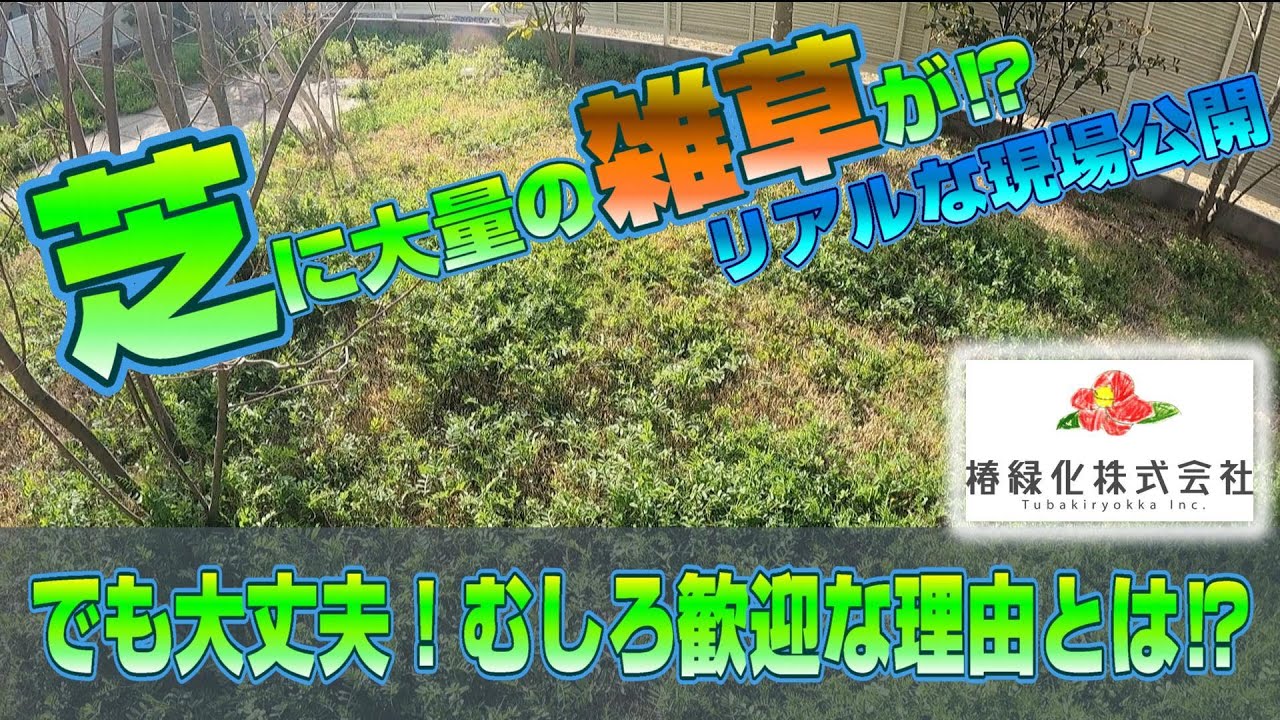 芝のプロ】が教える！雑草はダメじゃない⁉リアルな現場の芝生管理とは