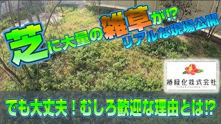 【芝のプロ】が教える雑草はダメじゃない⁉リアルな現場の芝生管理とは。