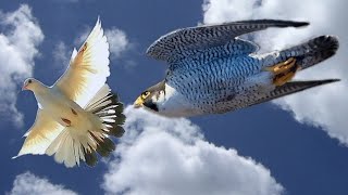 Сокол Сапсан нападает на голубей!!! Falcon Peregrine attacks pigeons!!!