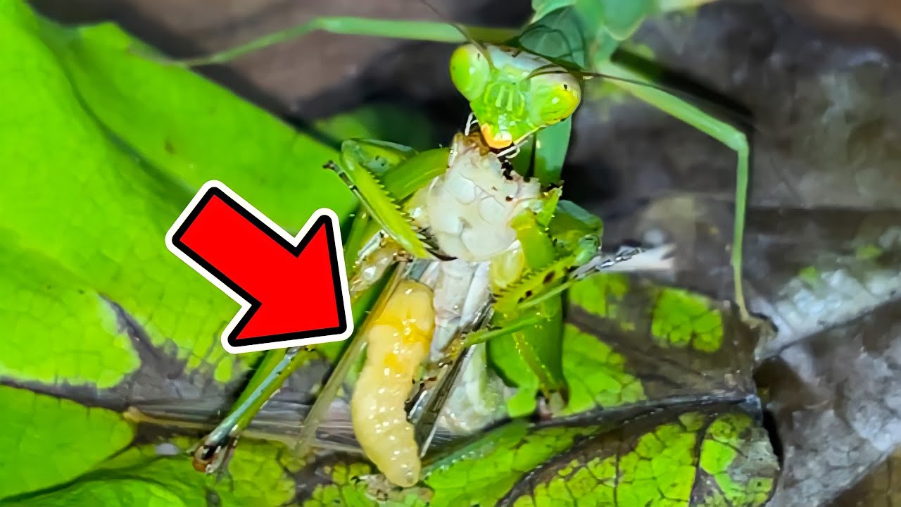 カマキリにバッタあげたら寄生虫が出てきました Youtube