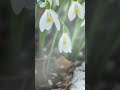 весна #plantmusic #snow #wintertree #winter #коледнамузика #relax #lakegarden #snowfall #music