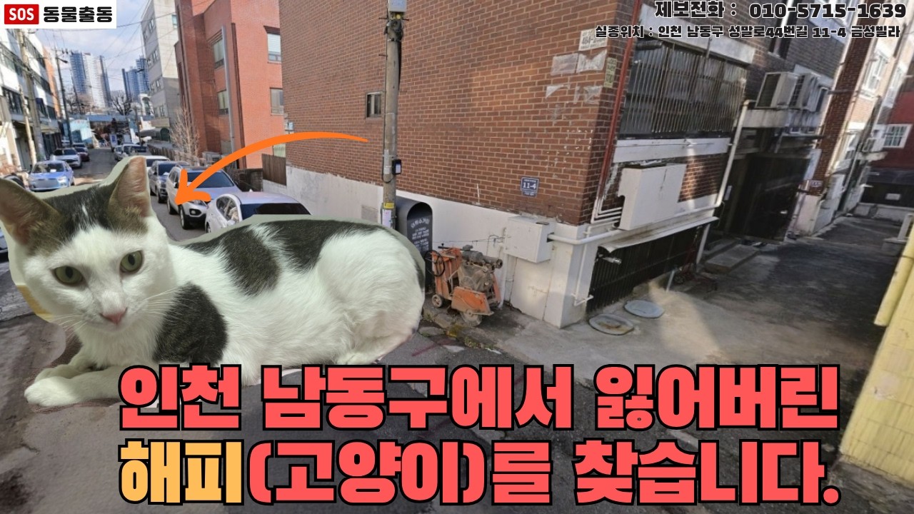 [고양이탐정] 인천 구월동에서 잃어버린 고양이 해피를 찾습니다. (인천시 실종동물 방송)