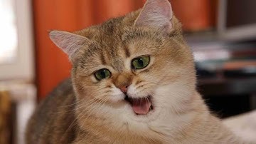 Funny Cats Compilation (Part 4) Funny Cat Videos Ever