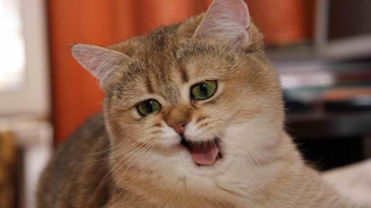 Funny Cats Compilation (Part 4) Funny Cat Videos Ever - YouTube