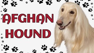 🐾 Afghan Hound: Graceful Elegance and Majestic Beauty by Paws and Purrs 45 views 9 days ago 5 minutes, 44 seconds