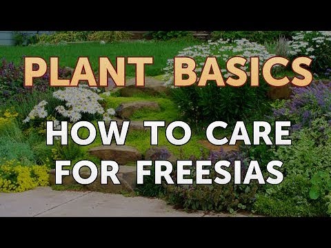Vidéo: Freesia Growing Requirements - Comment prendre soin des freesias dans les jardins