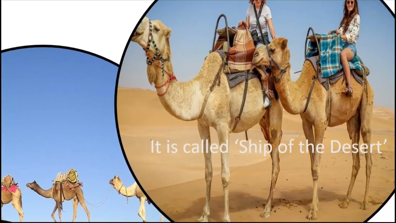 Animal learning for Kids || The Camel