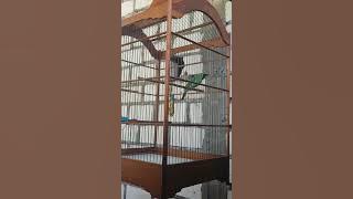 Suara Melengking, Pancingan Ampuh Cucak Ijo Gacor..Cucak Ijo Jember
