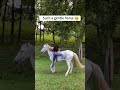 Chaotic Horses Doing The Most Hilarious ThinEver#LaughableAnimals#BestHorseMoments #FarmAnimalsFunny