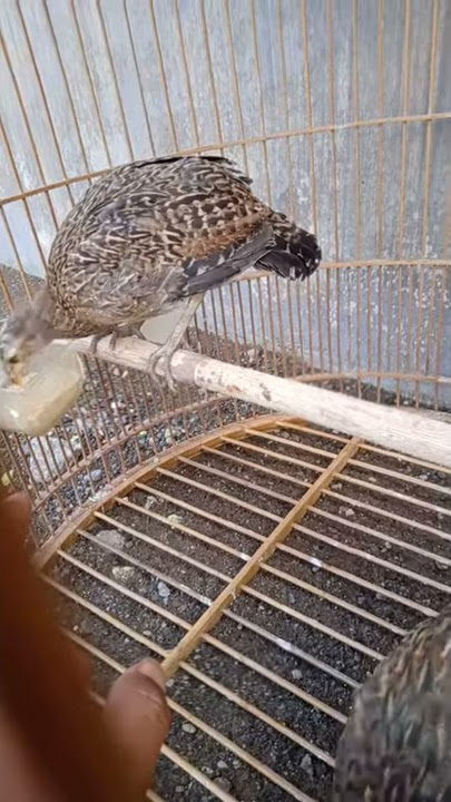 Perbedaan ayam hutan jantan dan betina ,Usia 3bulan