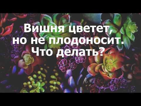 Вопрос: Почему вишня не плодоносит, хотя цветет всегда хорошо?