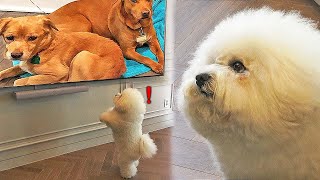 티비보다가 슬픈 강아지 영상이 나오자 울부짖는 강아지..ㅣ Puppy who is watching TV standing on two feet