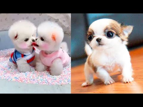 Vídeo: Boo: o cachorro mais fofo do mundo