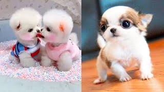 Funny animals 2020 - Cute dogs doing funny things #2 | Funny dogs by Vida Bonito 5,536,065 views 3 years ago 10 minutes, 9 seconds