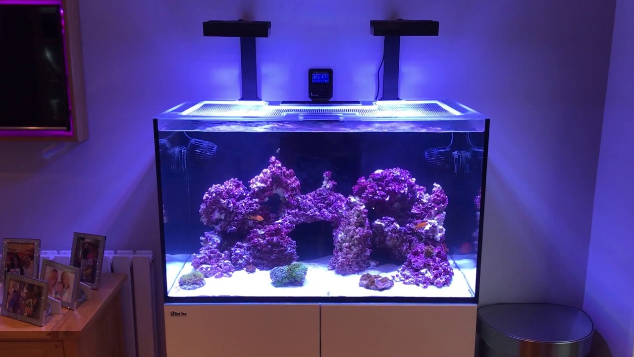 Kirken botanist Ged My Reefer 250 finally cycled! - YouTube