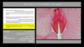 Soft Scales Under the Microscope - Saissetia coffeae