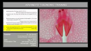 Soft Scales Under the Microscope - Saissetia coffeae screenshot 5