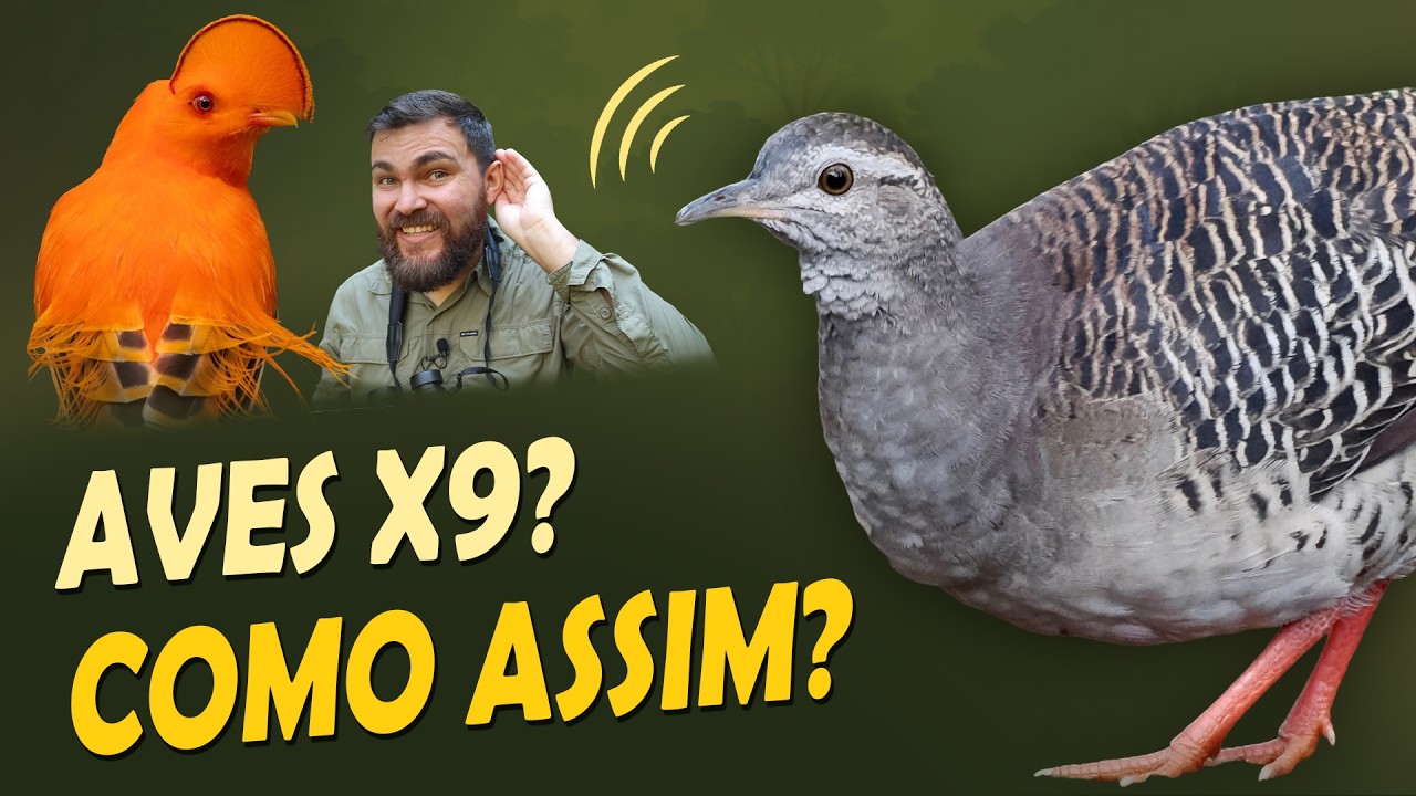 IS THIS POSSIBLE? DOES THE SOUND OF BIRDS REVEAL WHERE A FOREST IS?