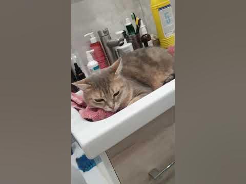 спят усталый котик - YouTube