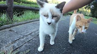 人懐っこい猫達がカメラに向かって突進してきた