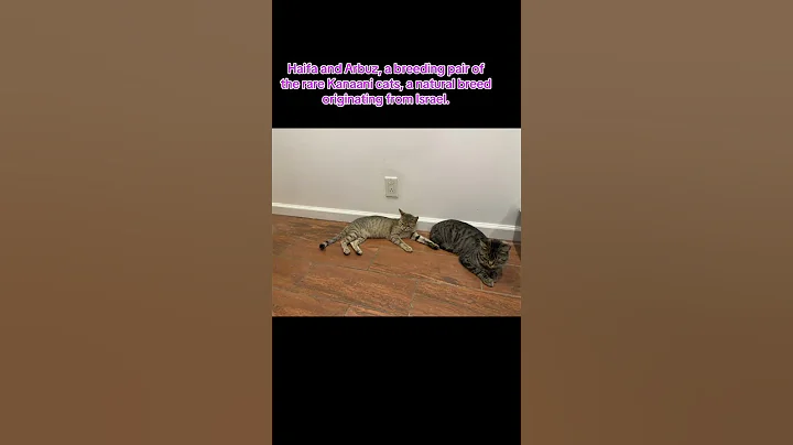 Watch the video about Haifa and Arbuz, a breeding pair of the rare Kanaani cats, a natural breed originating from Israel