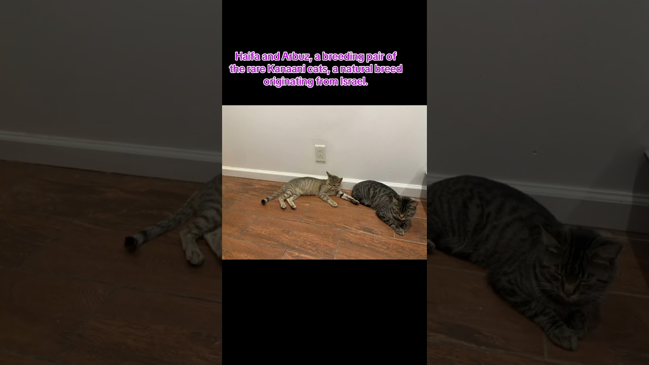 Haifa and Arbuz, a breeding pair of the rare Kanaani cats, a natural breed originating from Israel