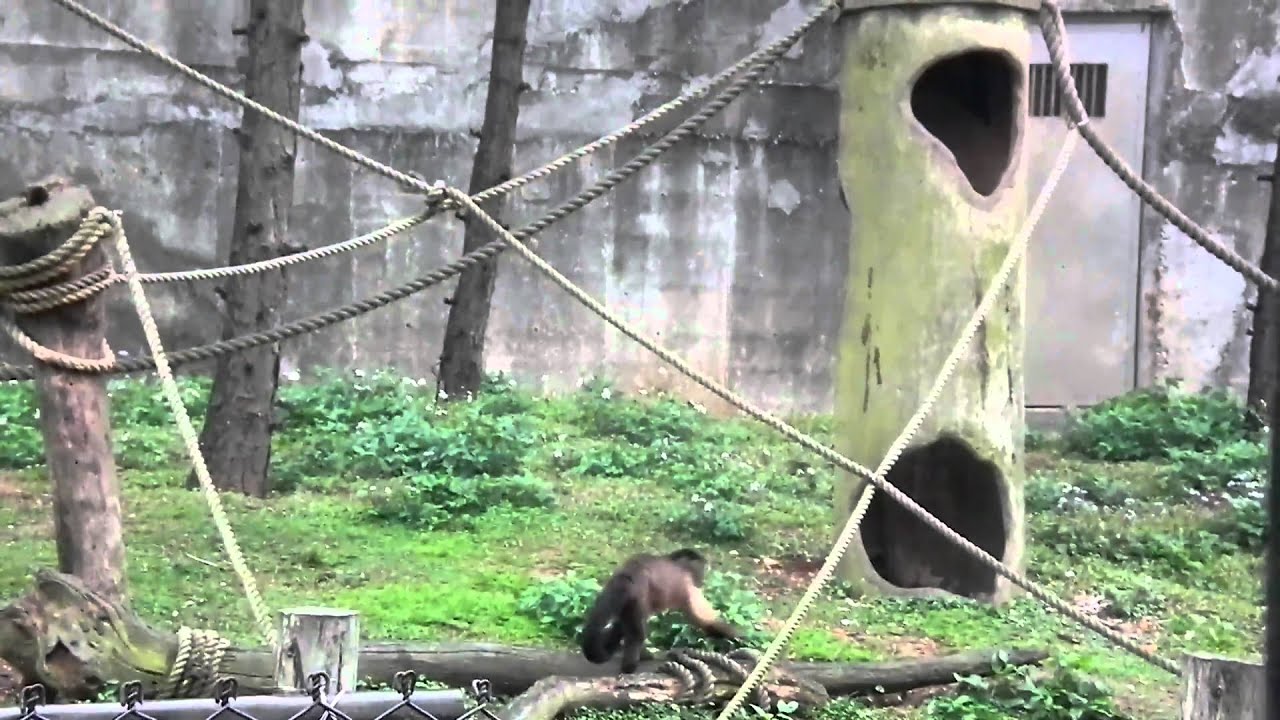 六福村 褐戴帽捲尾猴 DSCF3831.MOV - YouTube