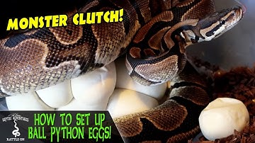 HOW TO SETUP BALL PYTHON EGGS!