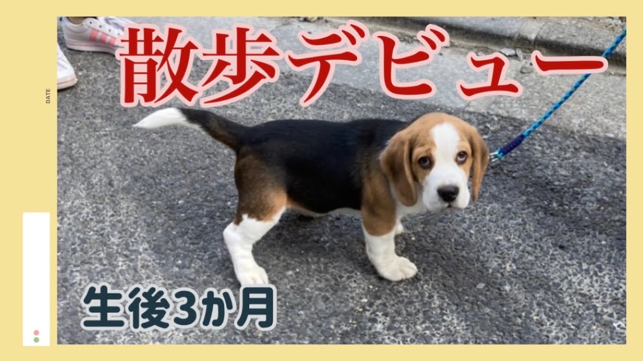 🐶ビーグルすぬ🐶散歩デビュー🐾 生後3ヶ月の子犬 YouTube