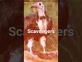Meet the Jungle’s Clean-Up Crew: Scavengers!  #shorts #scavenger #pankaj