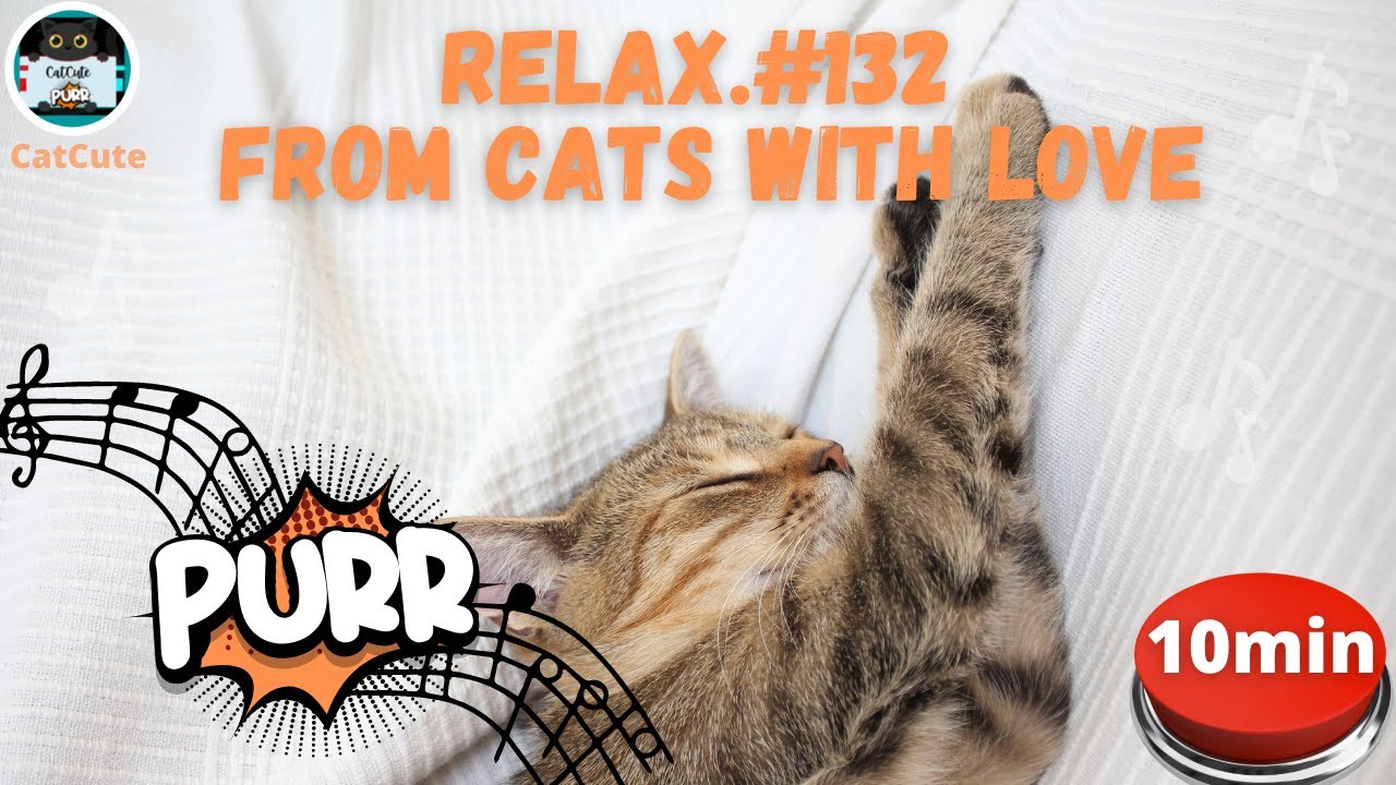 View of Сute Cat 😽 Cat Relaxing to Calm Music 🐈 Cat purring 🔔 10Min Watch #132 ...