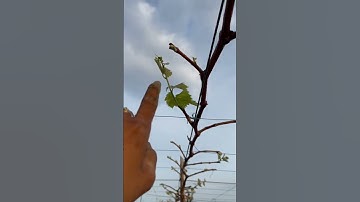 Hướng dẫn anh chị cắt tạo cành xương cá cho cây nho mẫu đơn.lh 0793244301 #nhomaudon #trainhogiong