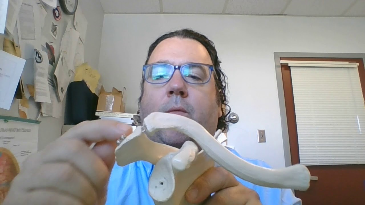 Movements at the scapulothoracic, AC, and SC Joints