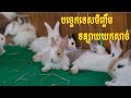 បច្ចេកទេសចិញ្ចឹមទន្សាយយកសាច់ Rabbit raising techniques