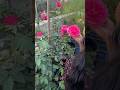 বেশি গোলাপ পেতে কি করি🤔 #foryou #gardenflowers #youtubeshorts #minivlog #garden #gardeningtips #fy
