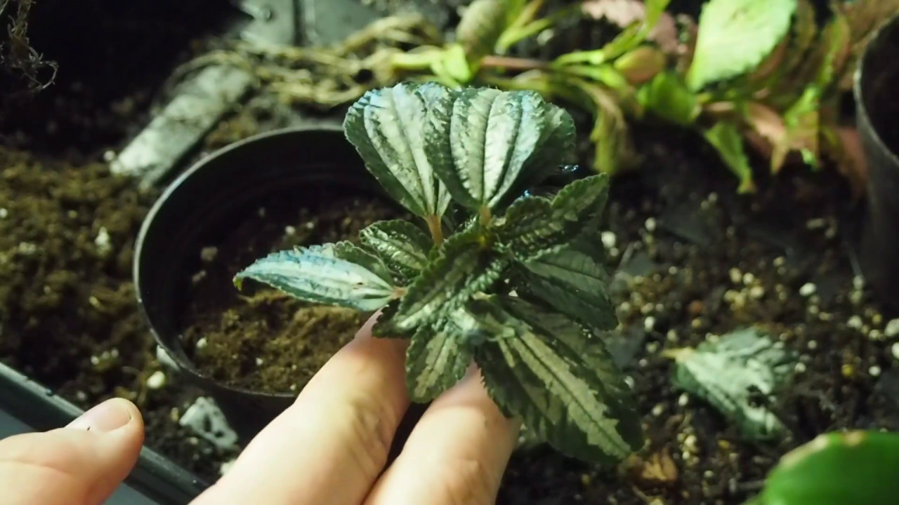 Preparing Plants for Reptiles! - YouTube