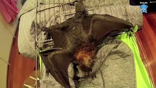 Rescuing a juvenile flying-fox from the lily pond:  this is Murgo