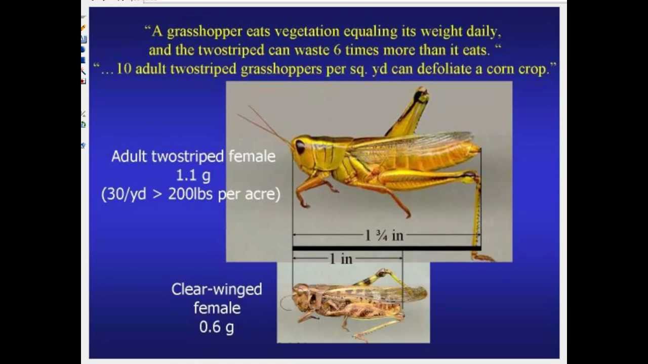 Barnyards Backyards Grasshoppers Part 1 Youtube