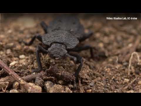 Diabolical Ironclad Beetle: Unlocking the Secrets of Its Super-Tough Design