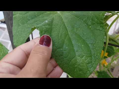 Video: Soğan sineği ile nasıl başa çıkılır - yeşil bahçenin zararlısı?