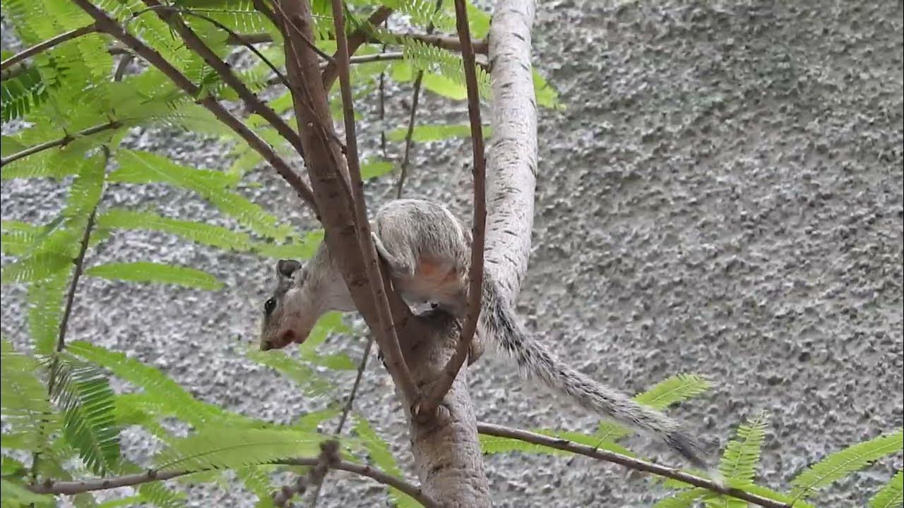 Squirrel chirping gilhari NATURE AND WILDLIFE VIDEOS ,JK NATURE TV