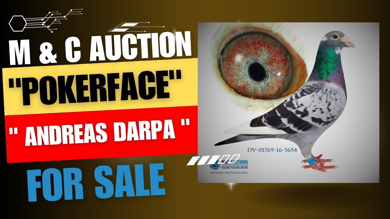 " Pokerface " Top Breeder Racing Pigeon From " Andreas Darpa's " Bloodline For Sale In M & C Auction