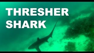 Diving With Thresher Sharks At Malapascua Island
