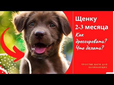 Воспитание и дрессировка  щенка 2, 3 месяца . Что делать с щенком в 2-3 месяца? как учить