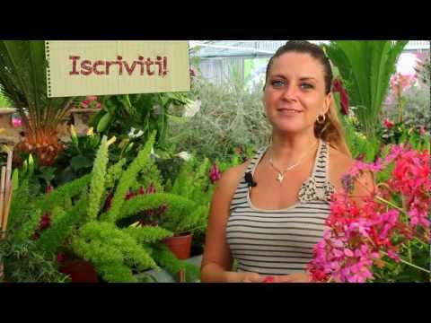 Video: Come Trapiantare I Gerani? Quando Puoi Trapiantare Il Pelargonium A Casa? Regole Di Trapianto In Primavera E In Autunno