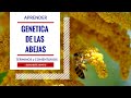 De que se trata la Genetica de las Abejas 🐝 Terminos y comentarios sobre este tema 👉 Genetic Bees